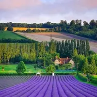 Лавандовая академия