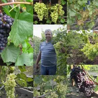 Получение саженцев винограда своими руками