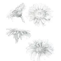 Белые цветы. Акварель