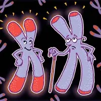 Регенерация теломер: замедление старения и продление жизни