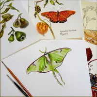 Акварель. Бабочка