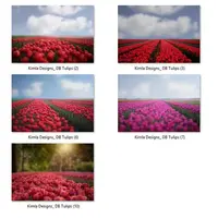 Цветочные наложения: Тюльпаны