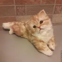 Выкройка котика в стиле натюр