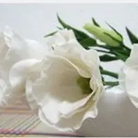 Эустома из гофрированной бумаги