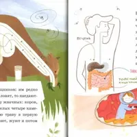 Как груша попадает в мозг?