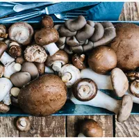 Грибная культура