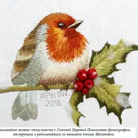 Птица малиновка (зарянка)