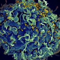 Лимфоциты: помощники и убийцы