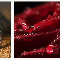 Макросъёмка