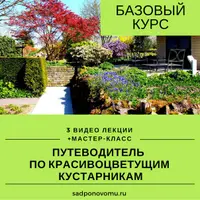 Путеводитель по красивоцветущим кустарникам