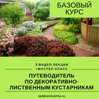 Путеводитель по декоративно-лиственным кустарникам