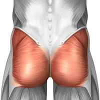 Ягодицы. Специфика и приемы тренировки