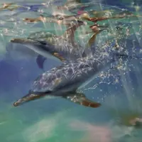 Масло. Два дельфина