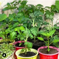 Выращиваем рассаду овощей