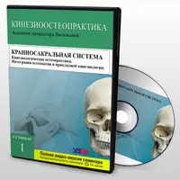Краниосакральная система. Мозговой череп. Введение в остеопатию
