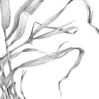 Тростник. Упражнение на развитие тонового видения