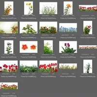 Набор наложений для фотографий: Цветочный калейдоскоп