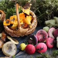 Грибной курс