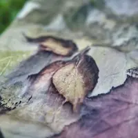 Крашение. Ботанический принт