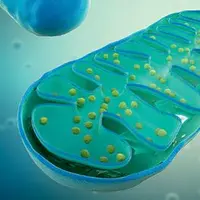 Бесполезно пить таблетки, если митохондрии работают неправильно