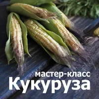 МК Кукуруза