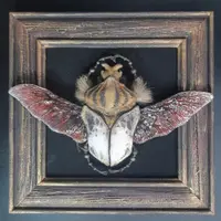 Жук-голиаф Goliathus goliatus. Музейная Коллекция. Экспонат № 2