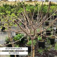 Формировка штамба