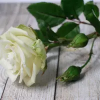 Базовый курс «Цветы из полимерной глины»