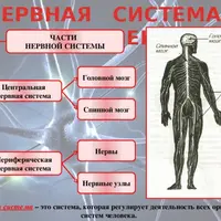 Исцеление нервной системы