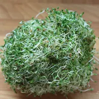 Vitox интенсив по проращиванию