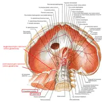Как работать с поясницей, когда всё перепробовал и ничего не помогло