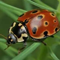 Божья коровка