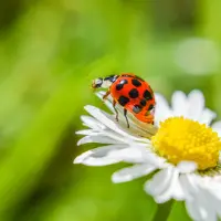 Расстановки желаний