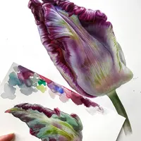 Многоцветный тюльпан