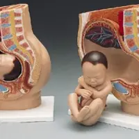 Твой ребенок гений: Форма и слепок