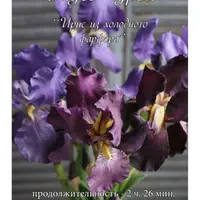 Ирис из холодного фарфора