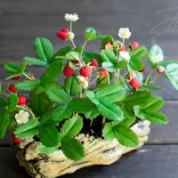 Земляника из холодного фарфора