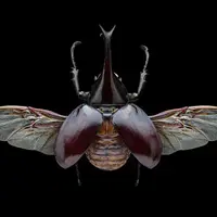 Жук-носорог