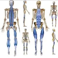 Мышечно-фасциальные цепи в персональном тренинге