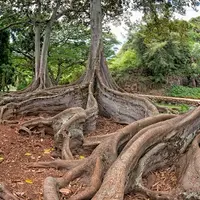 Полевая диагностика и атрибуция