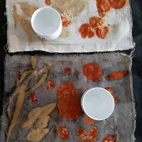 Все об эвкалиптах