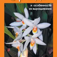 Орхидеи и особенности их выращивания