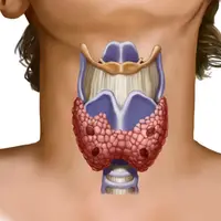 Как достичь оптимального веса путем восстановления иннервации щитовидной железы