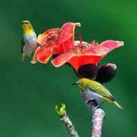 Активация "Птица падает в гнездо" на второе полугодие 2020 года