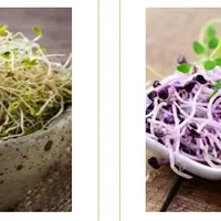 Живые Витамины: росточки для красоты и здоровья