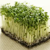 Витамины в вашей тарелке