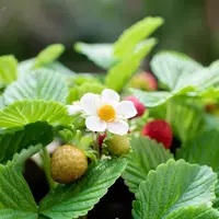 Клубника из холодного фарфора