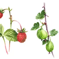 Ягодный сезон