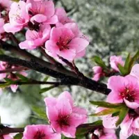 5 способов активизации цветка персика