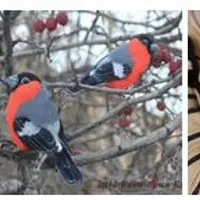 Видеокурс «Снегирь»